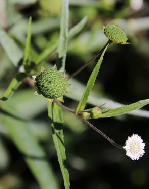 Fotografia 4 da espécie Eclipta prostrata no Jardim Botânico UTAD