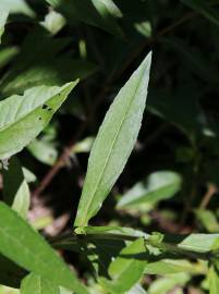 Fotografia da espécie Eclipta prostrata