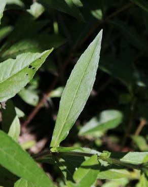 Fotografia 6 da espécie Eclipta prostrata no Jardim Botânico UTAD