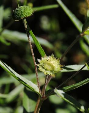 Fotografia 12 da espécie Eclipta prostrata no Jardim Botânico UTAD