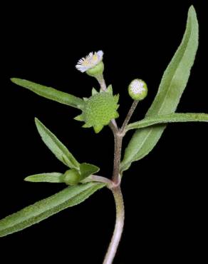 Fotografia 14 da espécie Eclipta prostrata no Jardim Botânico UTAD