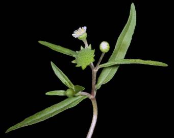 Fotografia da espécie Eclipta prostrata