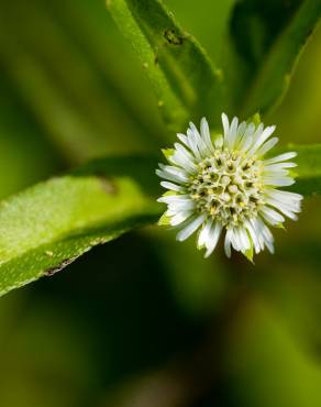 Fotografia 15 da espécie Eclipta prostrata no Jardim Botânico UTAD