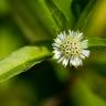 Fotografia 15 da espécie Eclipta prostrata do Jardim Botânico UTAD