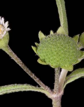 Fotografia 17 da espécie Eclipta prostrata no Jardim Botânico UTAD