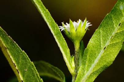 Fotografia da espécie Eclipta prostrata