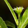 Fotografia 18 da espécie Eclipta prostrata do Jardim Botânico UTAD