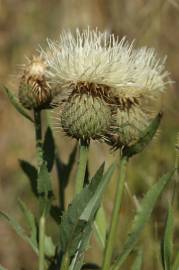 Fotografia da espécie Klasea flavescens