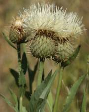 Fotografia da espécie Klasea flavescens