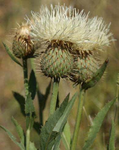 Fotografia de capa Klasea flavescens - do Jardim Botânico