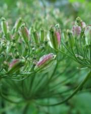 Fotografia da espécie Laserpitium latifolium