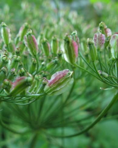 Fotografia de capa Laserpitium latifolium subesp. latifolium - do Jardim Botânico