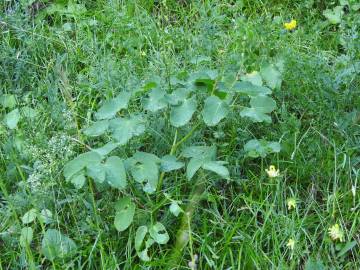 Fotografia da espécie Laserpitium latifolium subesp. latifolium