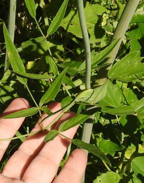 Fotografia 4 da espécie Laserpitium latifolium subesp. latifolium no Jardim Botânico UTAD