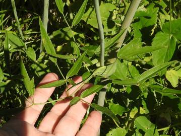 Fotografia da espécie Laserpitium latifolium subesp. latifolium