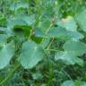 Fotografia 5 da espécie Laserpitium latifolium subesp. latifolium do Jardim Botânico UTAD