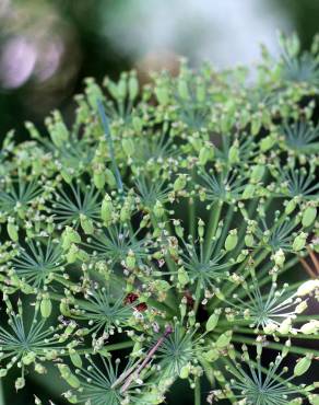 Fotografia 6 da espécie Laserpitium latifolium subesp. latifolium no Jardim Botânico UTAD