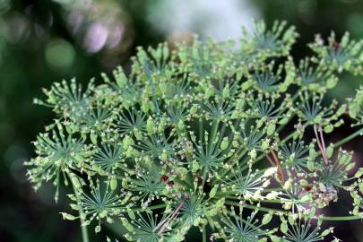 Fotografia da espécie Laserpitium latifolium subesp. latifolium