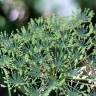 Fotografia 6 da espécie Laserpitium latifolium subesp. latifolium do Jardim Botânico UTAD