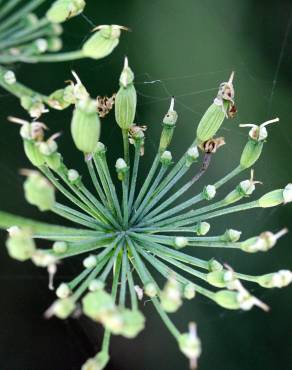 Fotografia 8 da espécie Laserpitium latifolium subesp. latifolium no Jardim Botânico UTAD