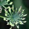 Fotografia 8 da espécie Laserpitium latifolium subesp. latifolium do Jardim Botânico UTAD