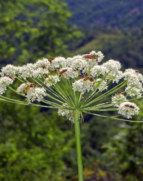 Fotografia 9 da espécie Laserpitium latifolium subesp. latifolium no Jardim Botânico UTAD