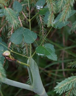 Fotografia 10 da espécie Laserpitium latifolium subesp. latifolium no Jardim Botânico UTAD