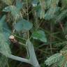 Fotografia 10 da espécie Laserpitium latifolium subesp. latifolium do Jardim Botânico UTAD