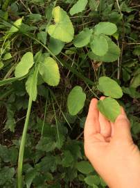 Fotografia da espécie Laserpitium latifolium subesp. latifolium