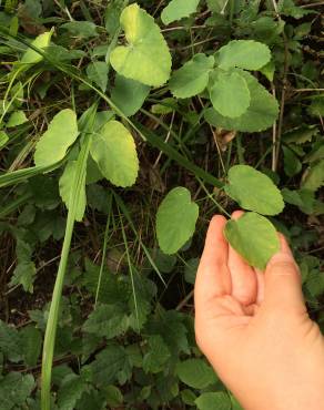 Fotografia 11 da espécie Laserpitium latifolium subesp. latifolium no Jardim Botânico UTAD