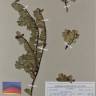 Fotografia de herbário 1 da espécie Arctostaphylos uva-ursi no Jardim Botânico UTAD