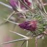 Fotografia 1 da espécie Notobasis syriaca do Jardim Botânico UTAD