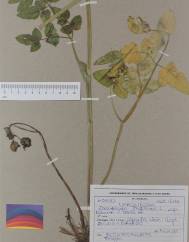 Laserpitium latifolium subesp. merinoi