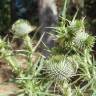 Fotografia 18 da espécie Cirsium vulgare do Jardim Botânico UTAD