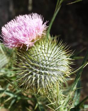 Fotografia 19 da espécie Cirsium vulgare no Jardim Botânico UTAD