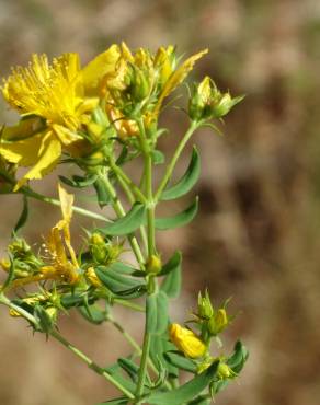 Fotografia 7 da espécie Hypericum perforatum subesp. perforatum no Jardim Botânico UTAD