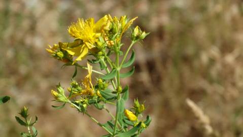 Fotografia da espécie Hypericum perforatum subesp. perforatum