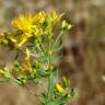 Fotografia 7 da espécie Hypericum perforatum subesp. perforatum do Jardim Botânico UTAD