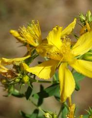 Hypericum perforatum subesp. perforatum