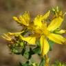 Fotografia 1 da espécie Hypericum perforatum subesp. perforatum do Jardim Botânico UTAD