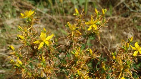 Fotografia da espécie Hypericum perforatum subesp. perforatum