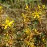 Fotografia 8 da espécie Hypericum perforatum subesp. perforatum do Jardim Botânico UTAD