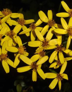 Fotografia 1 da espécie Senecio angulatus no Jardim Botânico UTAD