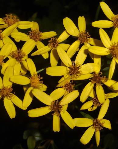 Fotografia de capa Senecio angulatus - do Jardim Botânico