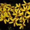 Fotografia 1 da espécie Senecio angulatus do Jardim Botânico UTAD