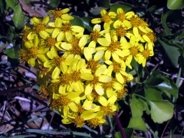 Fotografia da espécie Senecio angulatus