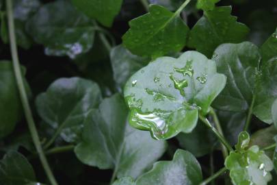 Fotografia da espécie Senecio angulatus