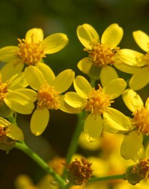 Fotografia 7 da espécie Senecio angulatus no Jardim Botânico UTAD