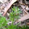 Fotografia 1 da espécie Soliva sessilis do Jardim Botânico UTAD