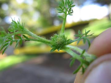 Fotografia da espécie Soliva sessilis